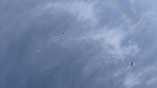 Голубей мошка не радует! смотреть онлайн