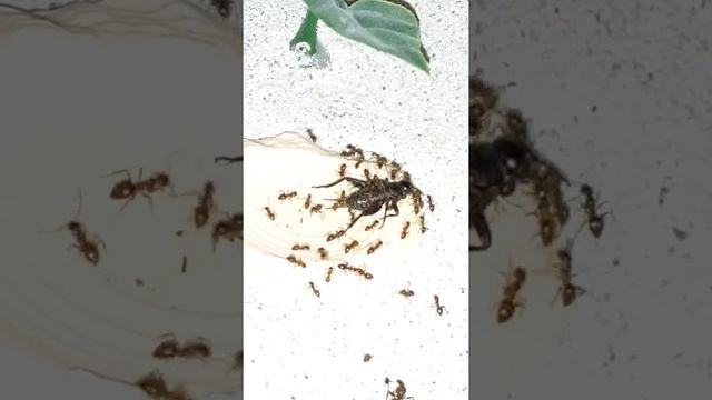 Feeding my Rasberry crazy ant colony(3) смотреть онлайн