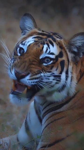TIGER #tiger #king #photography #corbettnationalpark #junglesafari смотреть онлайн