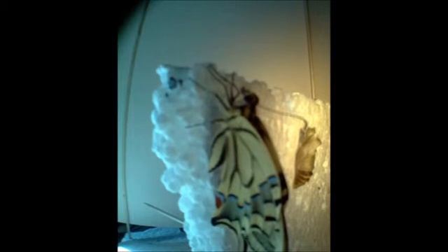 Papilio machaon imago emerging смотреть онлайн