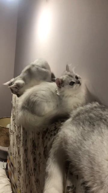 Шотландские золотые и серебристые шиншилловые котики готовы к переезду! смотреть онлайн