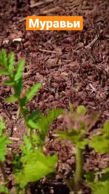 Рыжие муравьи🐜Муравейник #папиновоспитание смотреть онлайн