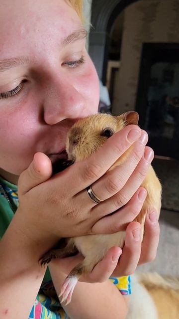 Умеют ли мурлыкать #морские_свинки ? #набережные_челны #питомник_ассорти смотреть онлайн