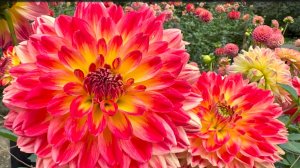 САДЫ ЯПОНИИ  ЧУДЕСНЫЙ САД ГЕОРГИНОВ  окруженный величественными горами.Dahlia Garden 2024.