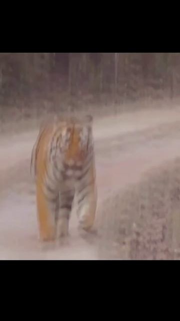 tiger 😱 🐅 300kg || #shorts #viral #youtubeshorts #ytshorts #attack #lion #animals смотреть онлайн