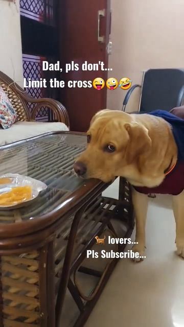 English Speaking Labrador Puppy's Reaction | Watch Till The End | #dog #doglover #funny смотреть онлайн