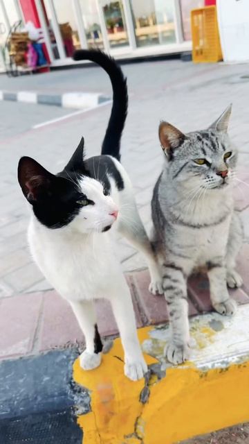 Cats #cats #cat #catlover #catvideos #cute #funny #pets #catsofinstagram #animals #uae #dubai #rak смотреть онлайн