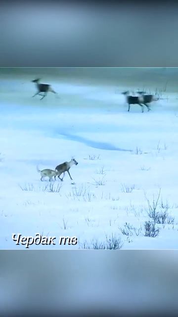 Олени уходят от погони волка. смотреть онлайн