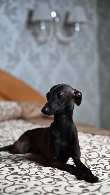 Левреточка свободна . Питомник левреток. Petit levrier Italien, Italian greyhound смотреть онлайн