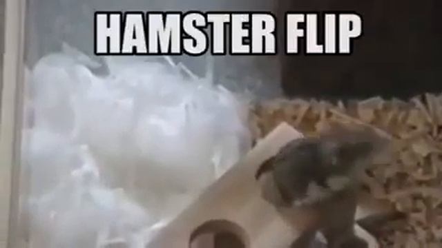 HAMSTER FLIP смотреть онлайн