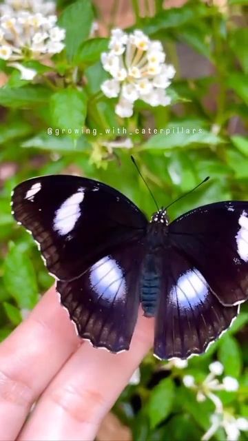 ผีเสื้อปีกไข่ใหญ่ ✨🦋Great Egg-fly butterfly🦋 #butterflies #butterflyshorts смотреть онлайн