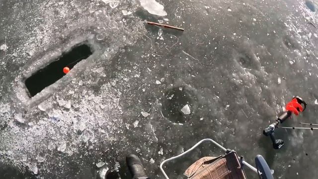 ЭТИ ОГРОМНЫЕ РЫБЫ просто разорвали мои ХАПУГИ #рыбалка #fishing #낚시 #carpfishing