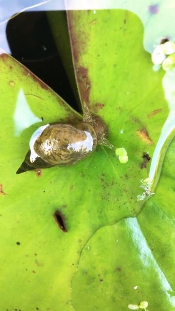 A pond snails life be like смотреть онлайн
