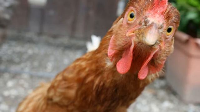 If I Had A Chicken- Kevin Macleod