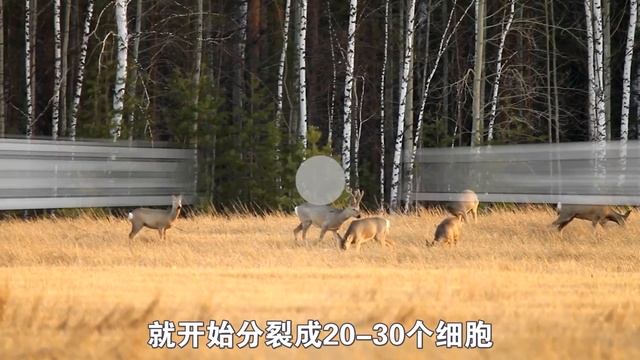 傻狍子到底有多傻？能活这么久，扛枪的猎人都纳闷！ смотреть онлайн