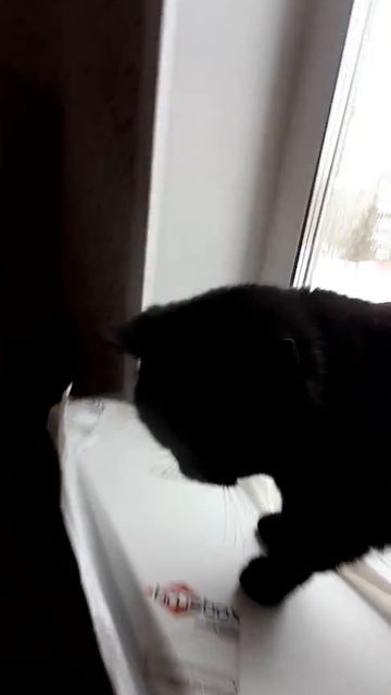 Мур Вам в ленту))#пантера #мур #кошки #питомцы #любовь #братьянашименьшие #добро #shorts #cats #ca смотреть онлайн