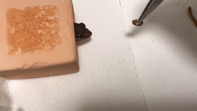 ソメワケササクレヤモリに餌やり Paroedura pictus Feeding 昆虫食 смотреть онлайн