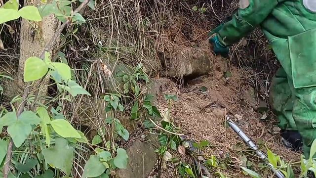 murder hornet nest removal,wasp infestation,vespa mandarinia nest,giant hornets removing смотреть онлайн