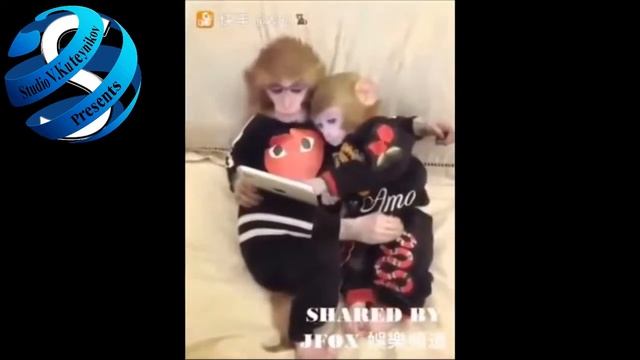Забавные обезьянки смотреть онлайн