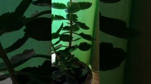 КАК ПЕРЕЖИТЬ ГИБЕЛЬ ЛЮБИМОЙ СОБАКИ? МОЙ СОВЕТ / ЖИВЕЙТЕ СО СВЕТЛАНОЙ