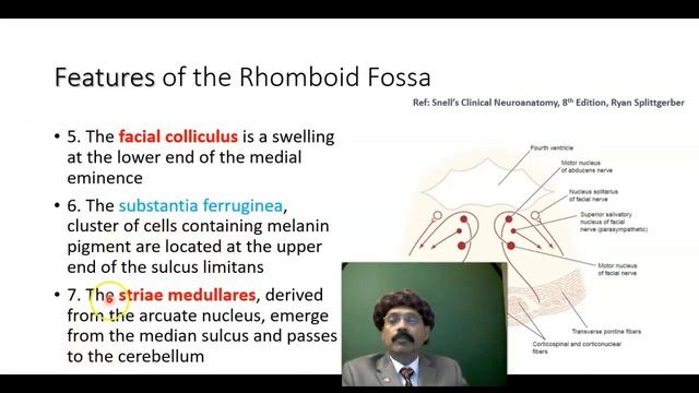 Rhomboid Fossa (Floor of the Fourth Ventricle) смотреть онлайн