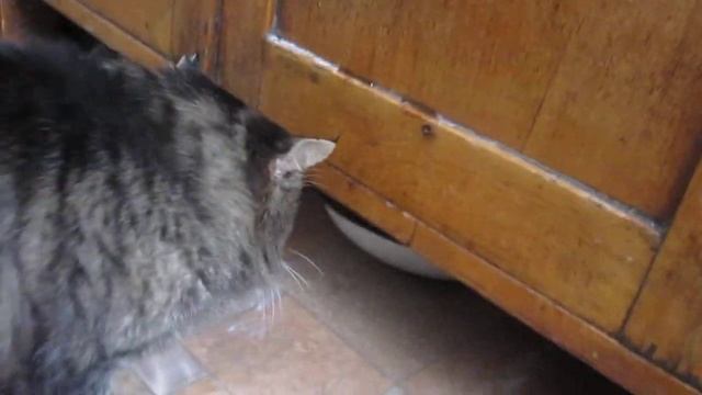 Мій кіт Пушок смакує усим, що роздобуде тяжкою працею;) смотреть онлайн