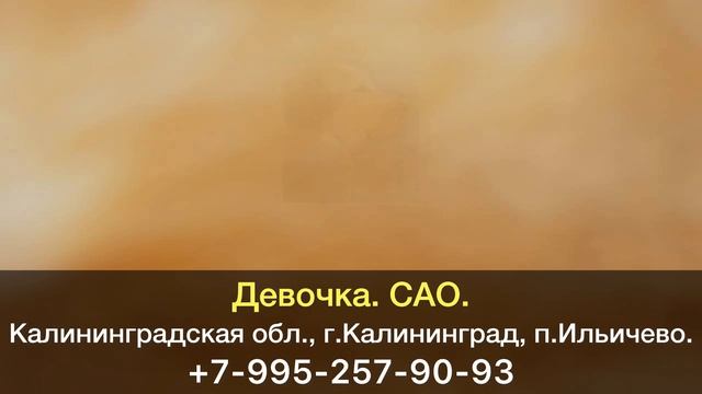 Пропала собака! Девочка. САО. Калининградская область, г.Калининград. смотреть онлайн