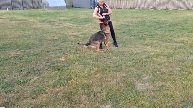 3C3M Подготовка собаки к схеме работы с помощником_2 смотреть онлайн