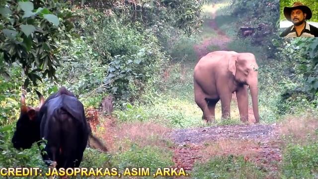 #Elephant# & #Indian Bison# in one Frame. смотреть онлайн