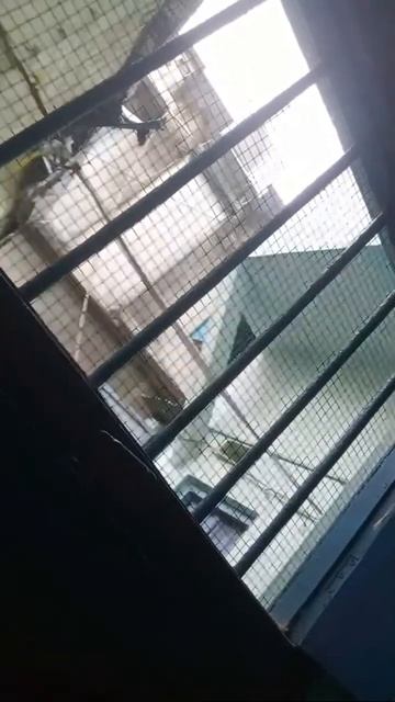 Mahi is going live! смотреть онлайн