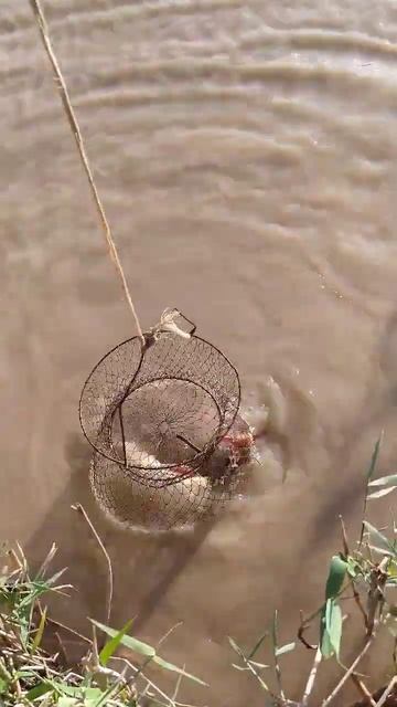после селя вода очень мутная #fishing #рыбалка #улов #сазан смотреть онлайн