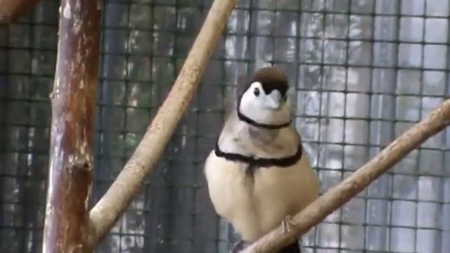 Как поет кольчатый астрильд смотреть онлайн
