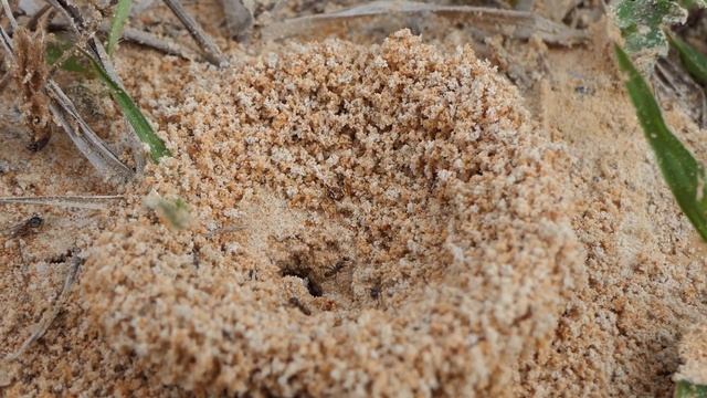 Ants make a nest in the sand, grain by grain смотреть онлайн