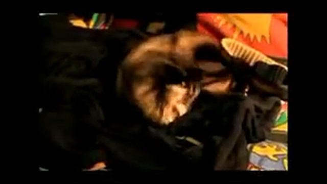 Osya-4ux_x264.mp4 смотреть онлайн