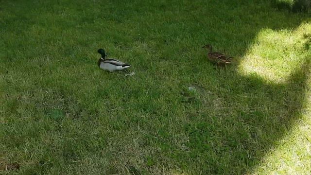 Утки во дворе смотреть онлайн