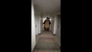 Top 5 Bear