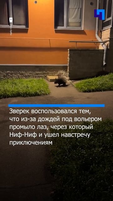 Дикобраз по кличке Ниф-Ниф устроил побег из зоопарка во Всеволожском районе Ленобласти смотреть онлайн
