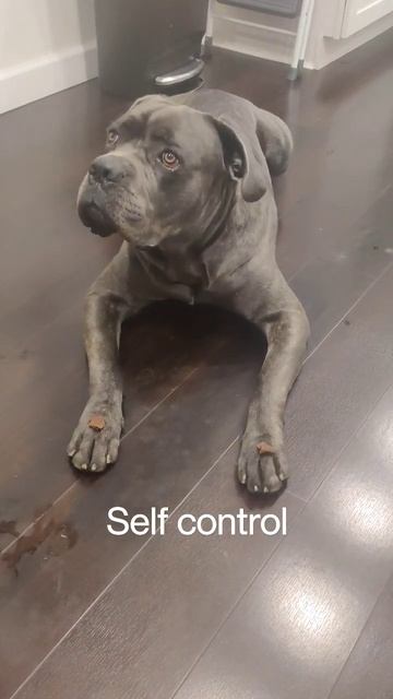 Cane Corso Demonstrates Self Control смотреть онлайн
