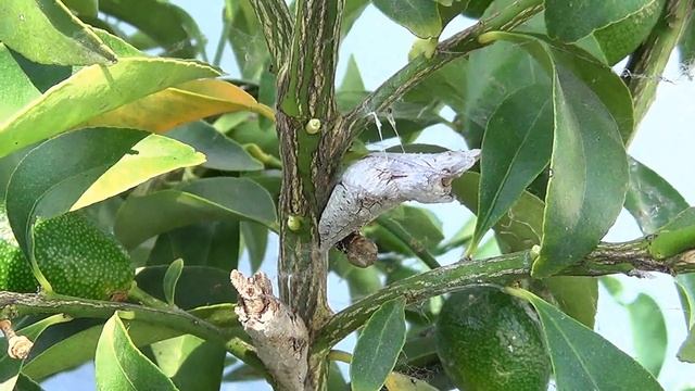 Swallow Tail Chrysalids as Metapod смотреть онлайн