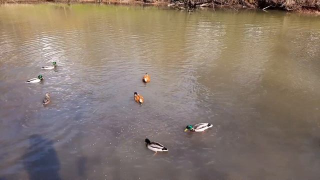 КОРМИМ ОГАРЕЙ, СЕЛЕЗНЕЙ И УТОК смотреть онлайн