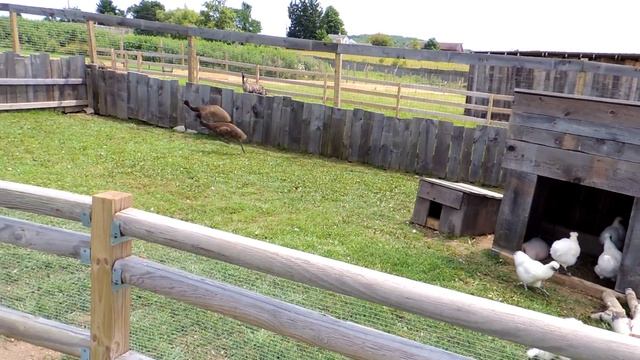 Animal Adventures Baby Emu(s) смотреть онлайн