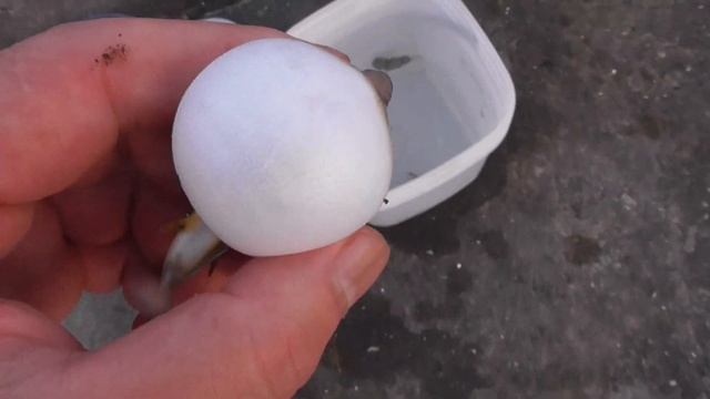 見事に真ん丸になった可愛いフグ。海水に浸けると、直ぐに元に戻り泳ぎ始めます。 смотреть онлайн