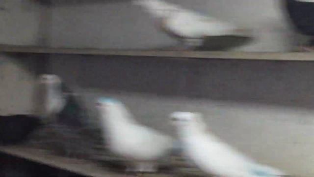 #Pigeons.Лучше вы к нам в Калыму. смотреть онлайн