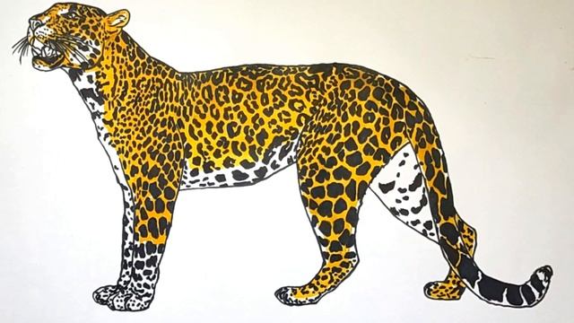 Leopard coloring page - Animal coloring смотреть онлайн