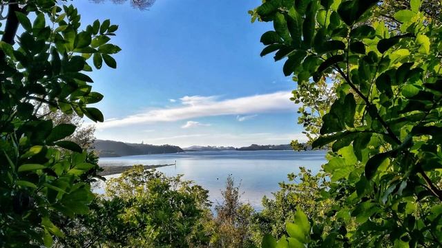 ✅ Aroha Island - [ New Zealand ] - 1 Hour Relaxing Evening Sound of Crickets смотреть онлайн