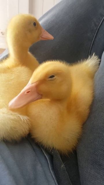 Duckling falls asleep to kanye west flashing lights смотреть онлайн
