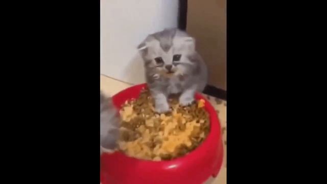 приколы ох уж эти кошки смотреть онлайн