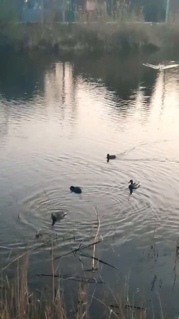 #кряква #прикол #взлет #2023shorts #shorts #videosshorts #исскуствоуток смотреть онлайн