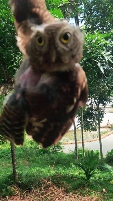 Mọi Người Cho Em,Con Này Nó Tên Gì Ạ😁😁#shorts смотреть онлайн