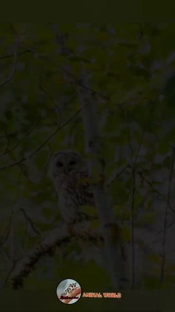Owls~night predator | owl #shorts #owl #owls#videoshorts смотреть онлайн